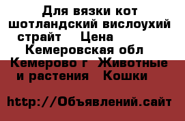 Для вязки кот шотландский вислоухий(страйт) › Цена ­ 1 500 - Кемеровская обл., Кемерово г. Животные и растения » Кошки   